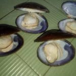 Nelayan Sepi Ikan Laut, Pindah Cari Kerang