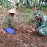 Satgas TMMD Belajar Budidaya Jahe
