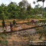 Beri Contoh Dan Motivasi Pada Petani, Babinsa Terjun Ke Sawah