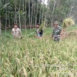 Sukseskan Program Swasembada Pangan, Babinsa Bantu Petani Panen Padi