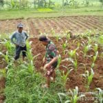 Harga Jagung Terus Melonjak, Kodim Batang Tingkatkan Pendampingan Kepada Para Petani Jagung