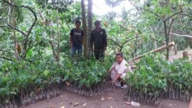 Kisman Persiapkan Bibit Kemiri untuk Penghijauan Bantu TMMD 104