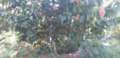 Kemiri dan Cokelat Jadi Hasil Kebun Andalan Warga Paloloh