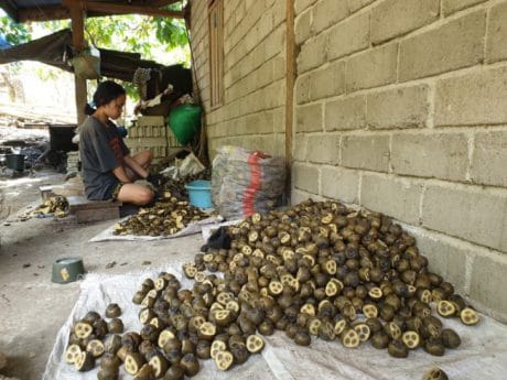 Pengepul  Buah Pada Berlomba Datang Ke Desa Bakubakulu