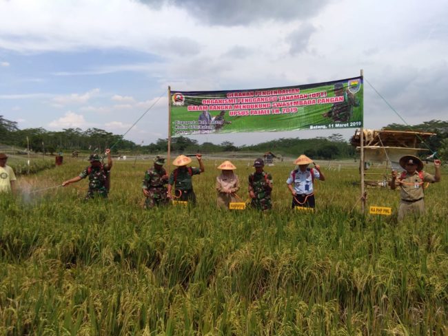 Gerakan Pengendalian Organisme Pengganggu Tanaman (OPT) di wilayah Kodim Batang
