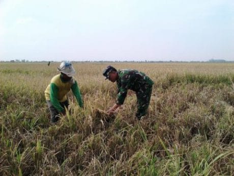 Disela-sela Rehap RTLH, Satgas TMMD Bantu Warga Memanen Padi