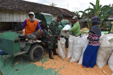 Satgas TMMD Ke-104 Tuban Dampingi Petani Merontokan Jagung Hasil Panen