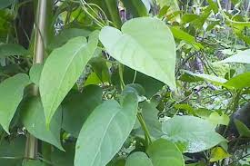 Pemecah Batu Jatiroyom Pemalang, Beberkan Khasiat Tumbuhan Entut