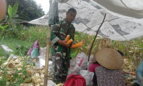 Infrastruktur TMMD Pemalang Pacu Produksi Jagung di Bodeh