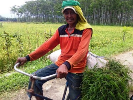 Cari Rumput Lebih Mudah Berkat TMMD Pemalang