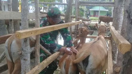 240 Ekor Sapi di IB Target TMMD KONAWE