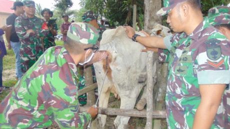 WARGA PEMILIK SAPI LARI TERBIRIT BIRIT DI DATANGI TENTARA