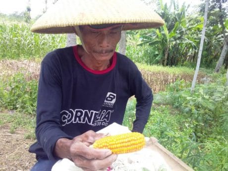 Harga Jagung Murah, Melalui TMMD Tekan Biaya Angkut