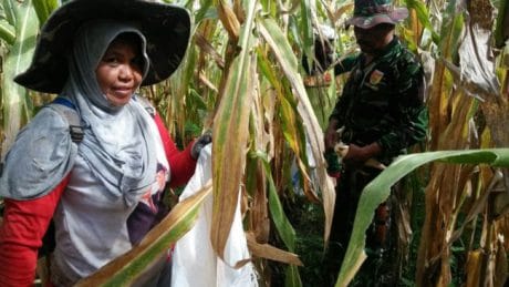 Bantu Panen Jagung di Lokasi TMMD