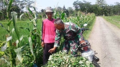 Rumput Desa Tetangga Lebih Hijau, Jatiroyom Pemalang