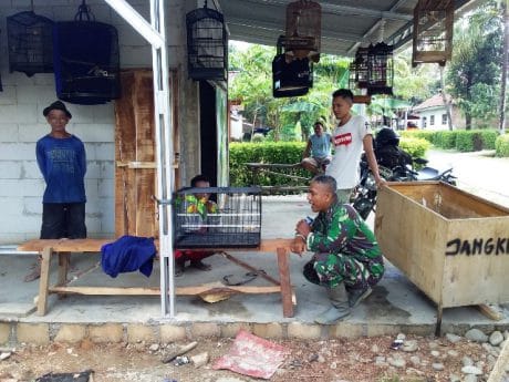 Pengepul Burung Kesesirejo Pemalang, Dapat Pelanggan Baru TNI