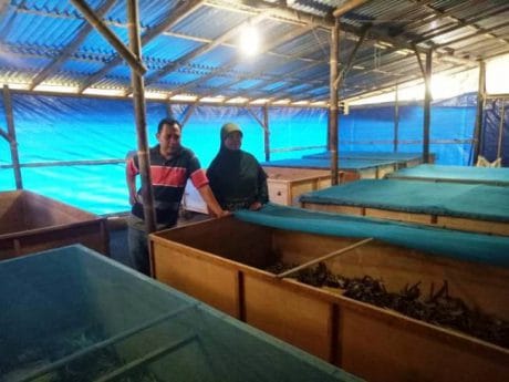 Curhat Peternak Jangkrik di Lokasi TMMD Pemalang, Gunakan Hati