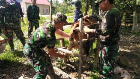 Yang Unik dari TMMD 104, Prajurit TNI Lakukan Inseminasi Buatan