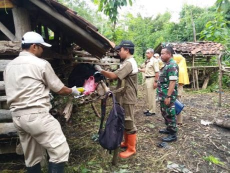 Vitamin dan Obat Cacing Diberikan Dinas Peternakan Pemalang di TMMD