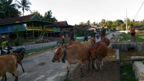 Satgas TMMD Membantu Warga Memasukkan Sapinya Dalam Kandang