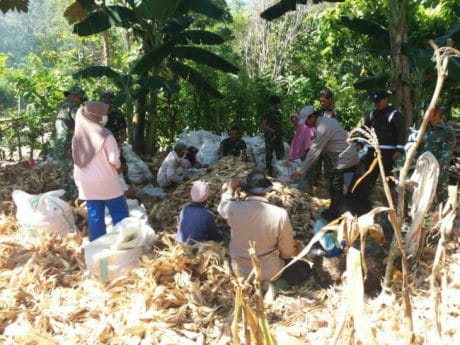 Lettu kav Rano dan Aipda Andi Marawali membantu mengupas panen jagung milik bapak Emmang
