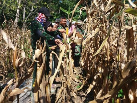SELAIN PEKERJAAN SASARAN FISIK,SATGAS TMMD KE 104/KODIM 1407 BANTU MASYARAKAT PANEN JAGUNG