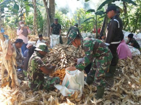 Serap Aspirasi warga, Satgas TMMD Bantu Petani Mengupas Jagung