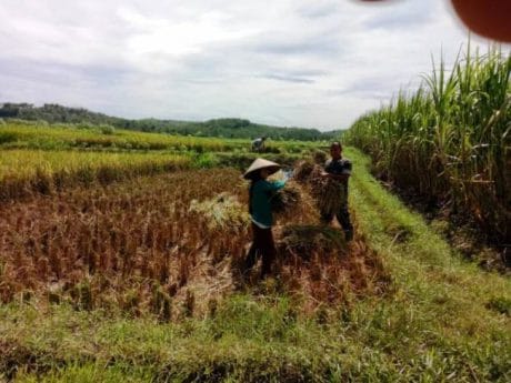 Satgas TMMD Reguler Pemalang Tetap Lakukan Pendampingan Petani Padi