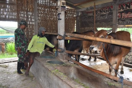 Satgas TMMD Ke-104 Tuban Memotivasi Peternak Sapi