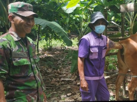 Serda Hamrullah, Prajurit Inseminator Sapi asal Konawe