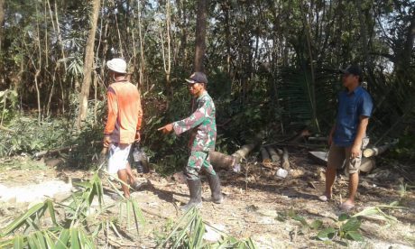 Satgas Pra TMMD Ikut Tebang Puluhan Pohon Jati Dan Bambu