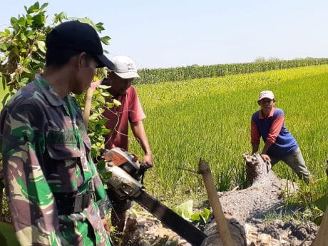 Penebangan Pohon Untuk JUT Lancar