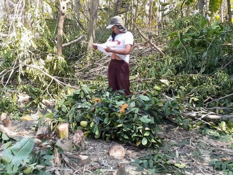 Dedaunan Pohon Sekitar JUT Buat Makan Ternak