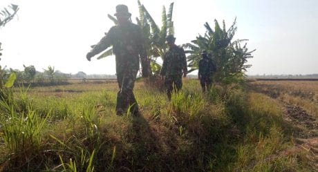 Susuri Pematang Sawah Untuk ke Lokasi Pekerjaan TMMD