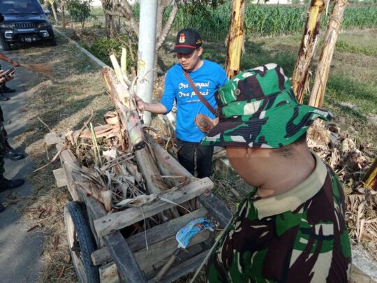 Batang Pisang Busuk Diangkut Agar Tidak Mengganggu
