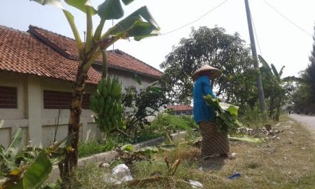 Warga Panen Daun Pisang