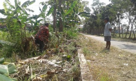 Rerumputan Di Belakang Balai Desa Turut Disasak