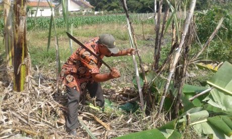 Pohon Tebu Yang “Rumbuk” Ditebang