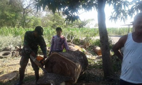 Babinsa Ikut Gergaji Kayu Di JUT