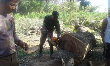 Warga Bareng Babinsa Tebang Kayu Trembesi