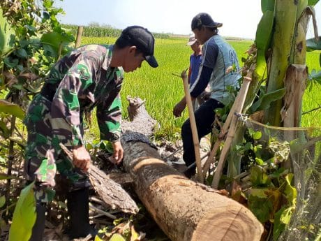 Rela Potong Pohon Jati Demi JUT