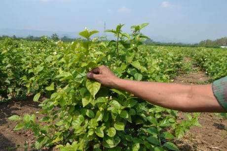 Sosialisasikan Pupuk Kompos, Satgas TMMD Pastikan Hasil Panen Petani Melimpah