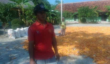 Curhat Petani Jagung di Lokasi TMMD Jatimulya