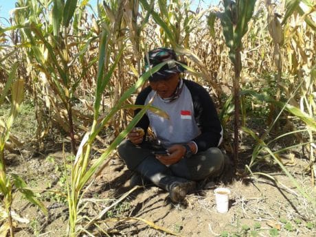 Terik Matahari Menyengat, Serda Lamso Rehat Dibawah Tanaman Jagung