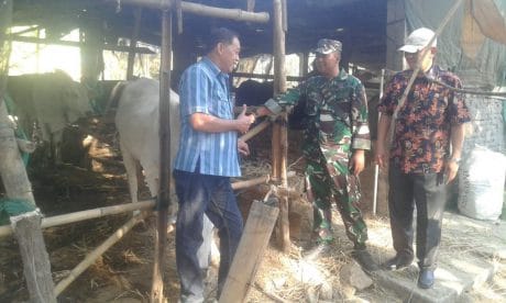TNI Ajak Warga Untuk Beternak Sapi