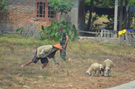 Dibekali Satgas TMMD Ilmu Berternak, Warga Blukbuk: Ternak Saya Jadi Lebih Baik