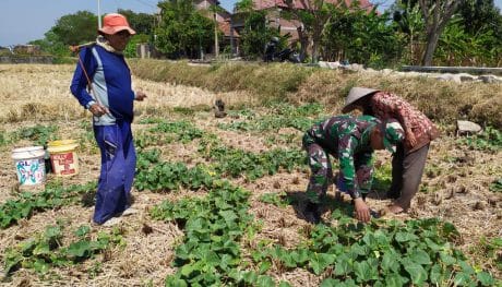 TNI Dorong Warga Sasaran TMMD Budidaya Blewah