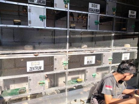 Satgas TMMD Juga Perhatian Pada Kandang Burung Balap