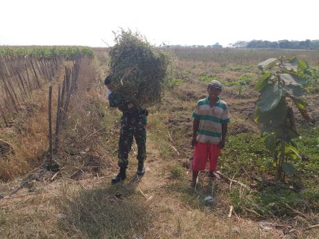 Tak Hanya Bantu Pengerjaan JUT, Satgas TMMD Juga Bangu Angkat Rumput