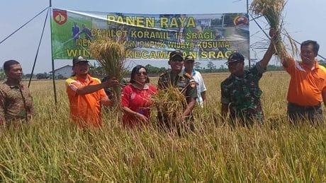 Panen dilahan Demplot, Penggunaan Pupuk Wijayakusuma Nutrition Berhasil Tingkatkan Produksi Padi